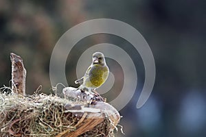 Green-finch male near nestle photo