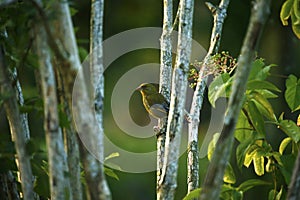 Green Finch perched on Silver birch branches