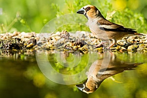 Green finch sitting on lichen shore of water pond in forest with beautiful bokeh and flowers in background, Hungary, bird reflecte