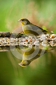Green finch sitting on lichen shore of water pond in forest with beautiful bokeh and flowers in background, Hungary, bird reflecte