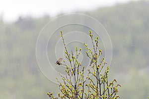 Green finches/genus chloris sitting on a branch outdoor in the forest during rainy weather in spring season.