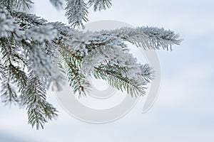 Green fir branch covered in snow, winter time