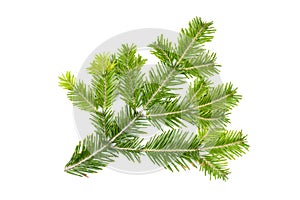 Green fir branch isolated on white background. Item for packaging, design, mockup