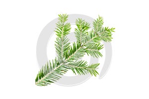 Green fir branch isolated on white background. Item for packaging, design, mockup