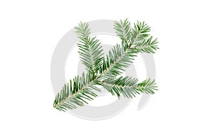 Green fir branch isolated on white background. Item for packaging, design, mockup