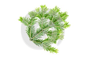 Green fir branch isolated on white background. Item for packaging, design, mockup