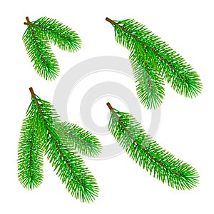 Green fir branch isolated on white background. Traditional Christmas evergreen tree decoration element. Vector