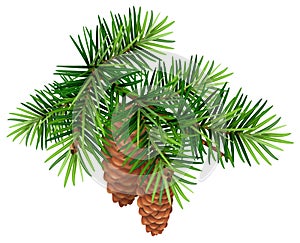 Green fir branch and two cone