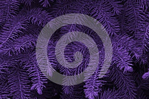 Green fir branches as a background toning in ultra violet. Pattern.