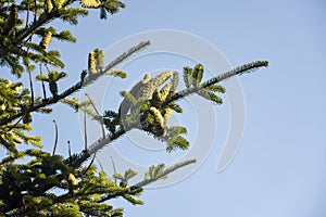 Green fir branches with cones against the background of a cloudless blue sky. Spruce, fir tree branch. Copy space.