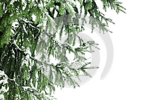 Green fir branches covered by snow white background isolated close up, winter pine tree branch corner border, snowy spruce frame