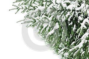 Green fir branches covered by snow white background isolated close up, winter pine tree branch corner border, snowy spruce frame