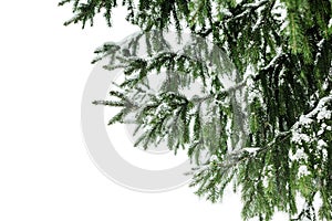 Green fir branches covered by snow white background isolated close up, winter pine tree branch corner border, snowy spruce frame