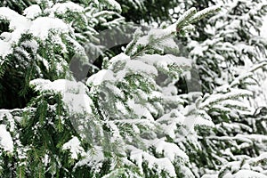 Green fir branches covered by white snow background closeup, pine tree branch backdrop, snowy spruce frame, winter season forest