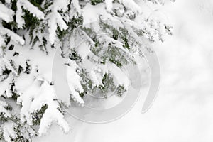 Green fir branches covered by white snow closeup, snowdrift background, winter forest pine tree branch corner border, snowy spruce