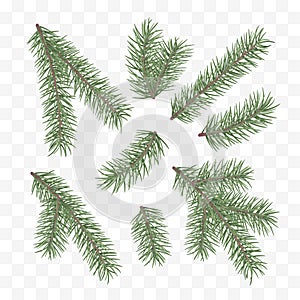 Green fir branches. Holiday decor element. Set of a Christmas tree branches. Conifer branch symbol of Christmas and New Year.