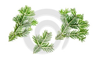 Green fir branches isolated on white background. Item for packaging, design, mockup