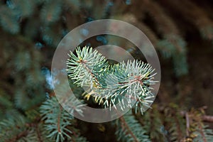 Green fir branches, shot close-up, on a blurred background