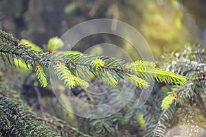 Green fir branches. Spruce, fir tree branch background. Close-up.