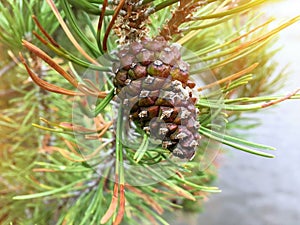 Green fir cone photo