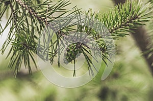 Green fir cone on tree