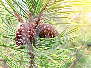 Green fir cones photo