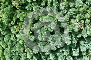 Green fir-needle nature background, spruce