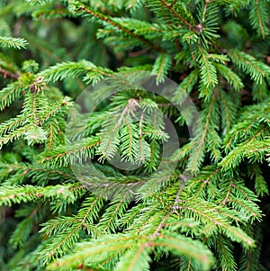 Green Fir tree photo