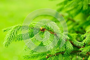 Green Fir Tree Branches