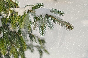 Green fir tree branches covered with snow