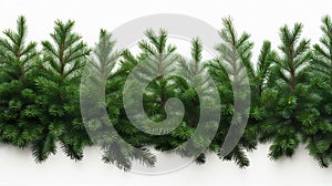 Green Fir Tree Pine Needle Branches Christmas White Frame Background Illustration