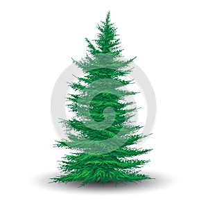 Green fir tree