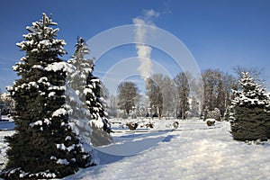 Green fir-trees are powdered with snow