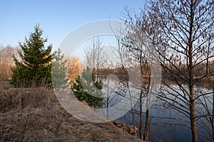 Green firs and bare trees by the river at dawn in the sunlight against the blue sky. Beautiful spring landscape.