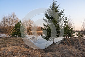 Green firs and bare trees by the river at dawn in the sunlight against the blue sky. Beautiful spring landscape.