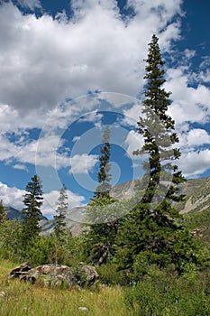 Green firs and blue skies-01