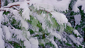 Green firs in the snow in winter