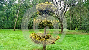 Green firtree on background tree and grass Fir clipped