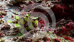 Green fish angler anglerfishe hunt in coral reefs