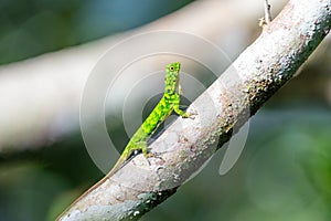Green Five-banded gliding lizard sitting on the tree branch in the forest in Mulu national park