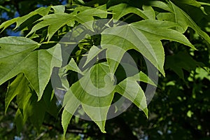 Green five lobed leaves of Castor Aralia tree, also called Tree Aralia