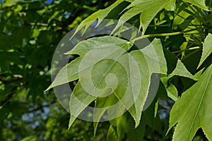 Green five lobed leaves of Castor Aralia tree, also called Tree Aralia