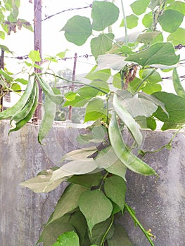 Green flat beans or valor papadi or runner bean plant photo