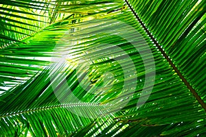 Green flat lay tropical palm leaf branches on white background.