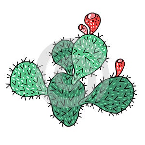 Green flat leaf cactus with red buds color vector object