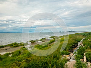 Green weeds on river shore photo