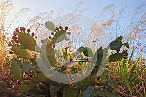 Green flattened leaflike stems and purple fruits of Opuntia  prickly pear  against blue sky.  Sunny autumn day