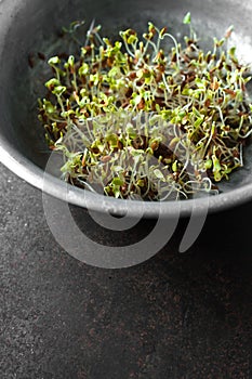 Green flax sprouts in a bowl on a gray background