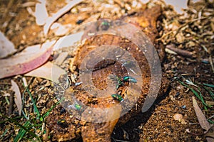 Green flies on a dirty piece of raw meat that lying on the ground