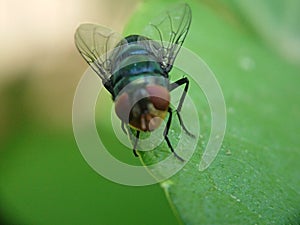 Green flies on green leaves with an opaque background